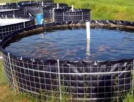 Certificate in Bio Flock Fish Farming