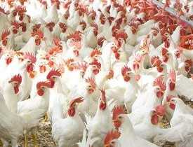 Certificate in Broiler Poultry Farming