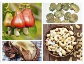 Certificate in Cashew Processing Units