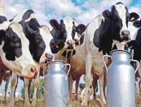 Dairy Farming Course