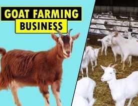 Goat Farming Business course