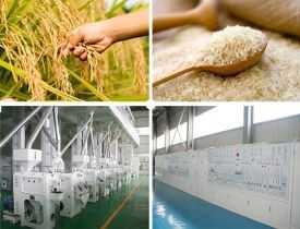 Certificate in Rice Milling Technology